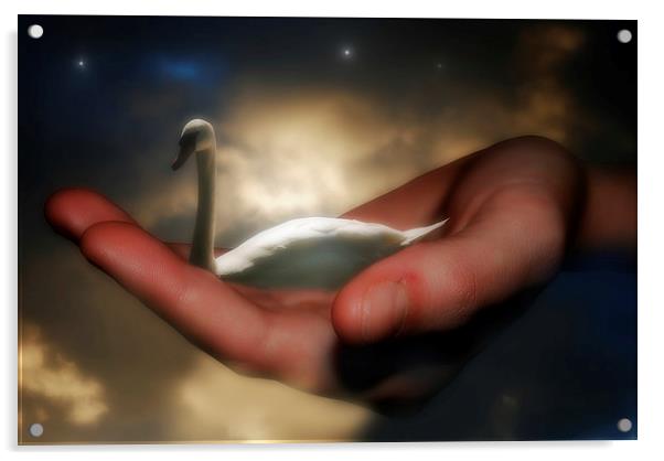 Night Swan Acrylic by Christine Lake