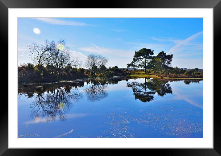 New Forest reflection Framed Mounted Print by Alan Sutton
