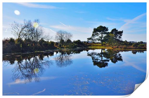 New Forest reflection Print by Alan Sutton