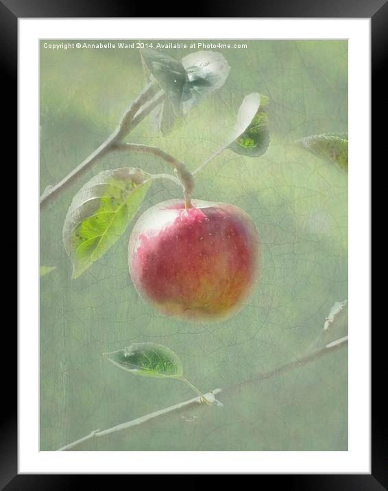 Apple of my Eye. Framed Mounted Print by Annabelle Ward