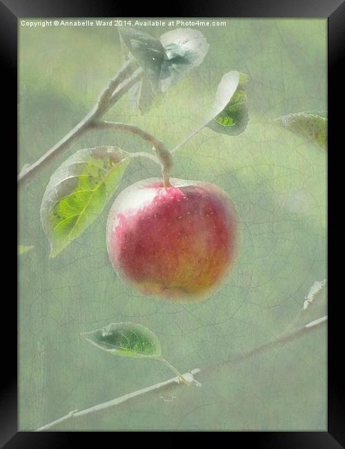 Apple of my Eye. Framed Print by Annabelle Ward