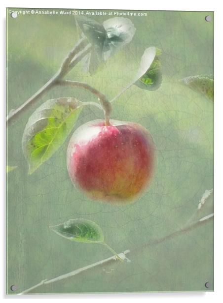 Apple of my Eye. Acrylic by Annabelle Ward