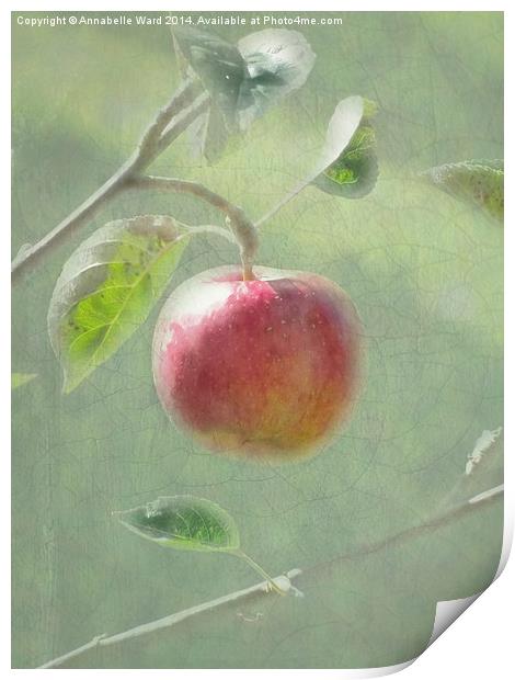 Apple of my Eye. Print by Annabelle Ward
