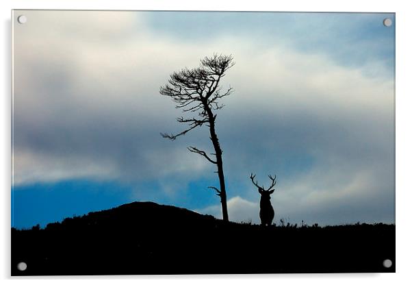 Highland silhouettes Acrylic by Macrae Images