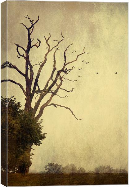 As the Crow Flies Canvas Print by Dawn Cox