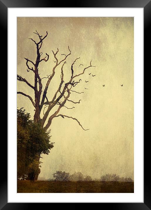 As the Crow Flies Framed Mounted Print by Dawn Cox