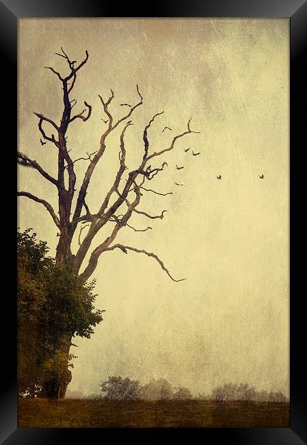 As the Crow Flies Framed Print by Dawn Cox