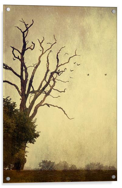 As the Crow Flies Acrylic by Dawn Cox