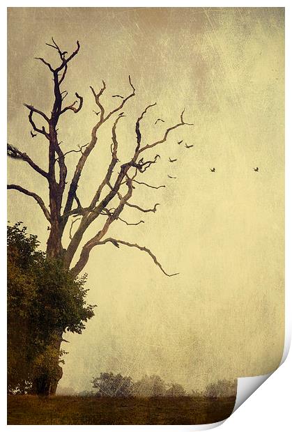 As the Crow Flies Print by Dawn Cox
