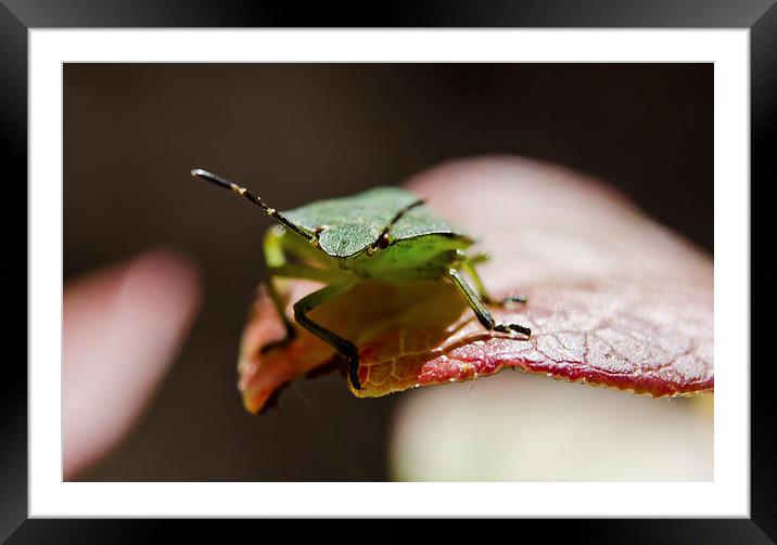 Green Shield bug macro Framed Mounted Print by Dan Ward