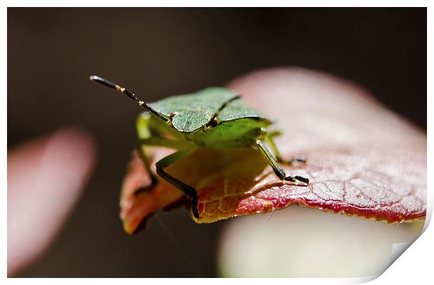 Green Shield bug macro Print by Dan Ward