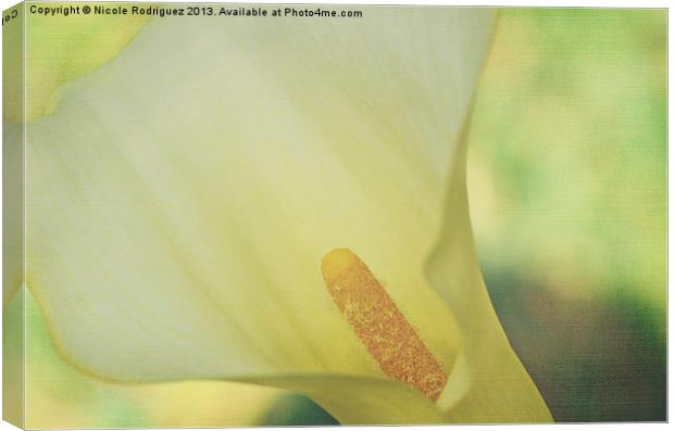 Serene Calla on Texture Canvas Print by Nicole Rodriguez