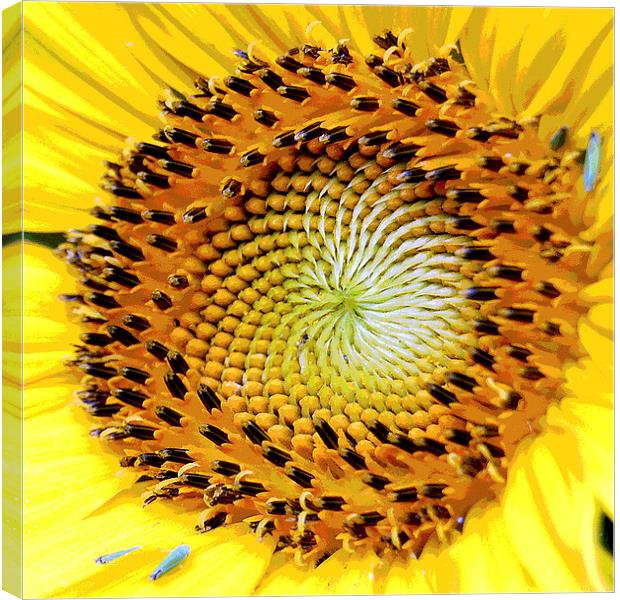 Heart of a Sunflower 2 Canvas Print by james balzano, jr.