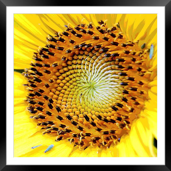 Heart of a Sunflower 2 Framed Mounted Print by james balzano, jr.