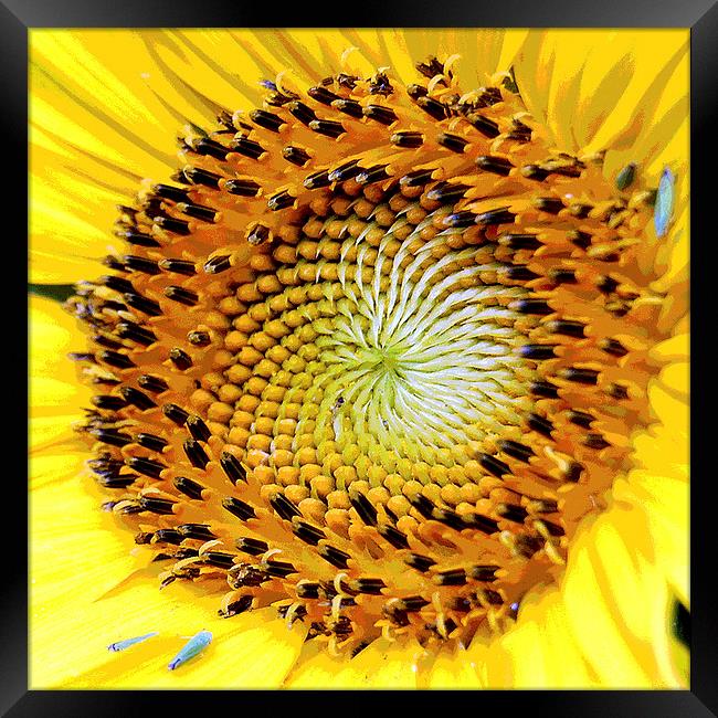 Heart of a Sunflower 2 Framed Print by james balzano, jr.