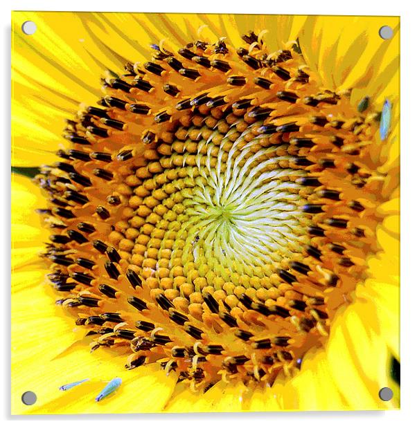 Heart of a Sunflower 2 Acrylic by james balzano, jr.