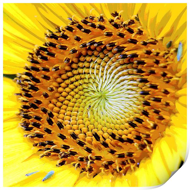 Heart of a Sunflower 2 Print by james balzano, jr.