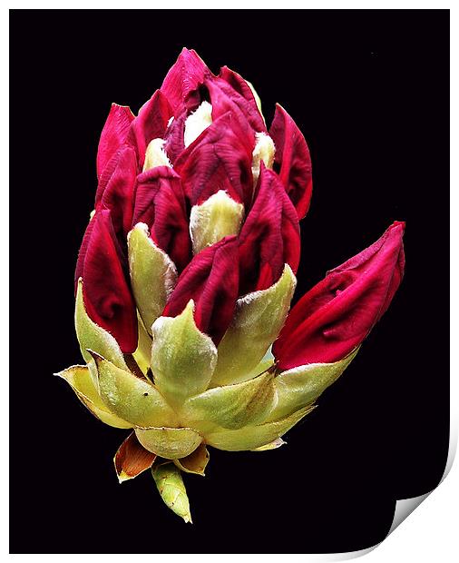 Rhodidendron Bud Print by james balzano, jr.