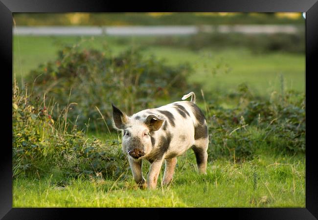 New Forest Piglet Framed Print by Ian Jones