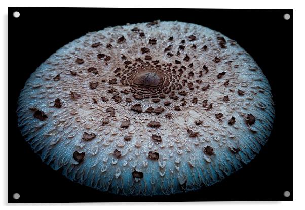mushroom dish Acrylic by Jo Beerens