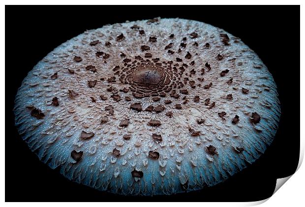 mushroom dish Print by Jo Beerens