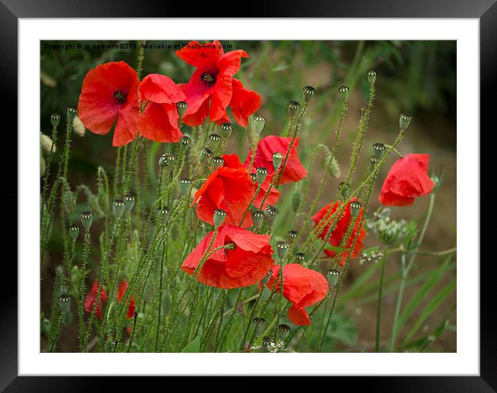 red poppies Framed Mounted Print by Jo Beerens