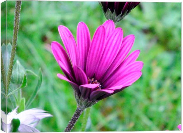 Purple on green Canvas Print by Jez Mouncer