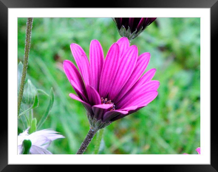 Purple on green Framed Mounted Print by Jez Mouncer