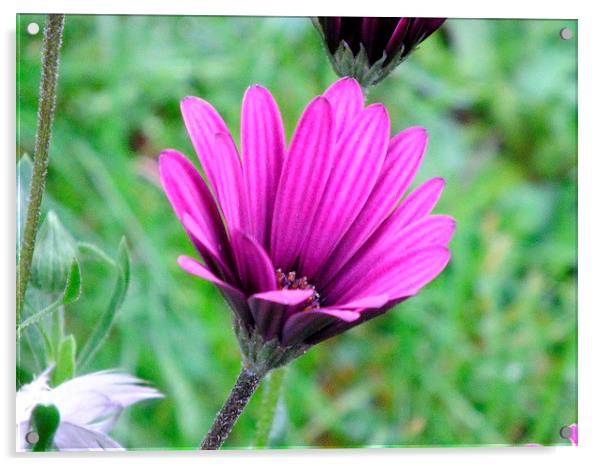 Purple on green Acrylic by Jez Mouncer