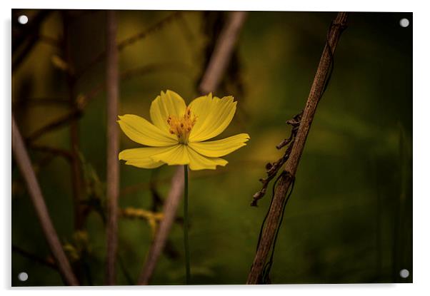 yellow flower Acrylic by Telmo Zaldivar Jr