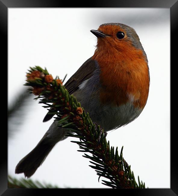 ROBIN RED BREAST Framed Print by Mal Taylor Photography