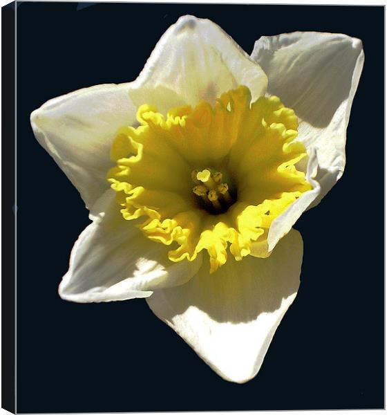 Close Up Daffodil Canvas Print by james balzano, jr.