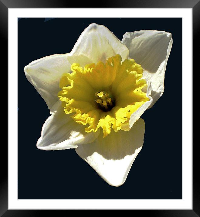 Close Up Daffodil Framed Mounted Print by james balzano, jr.