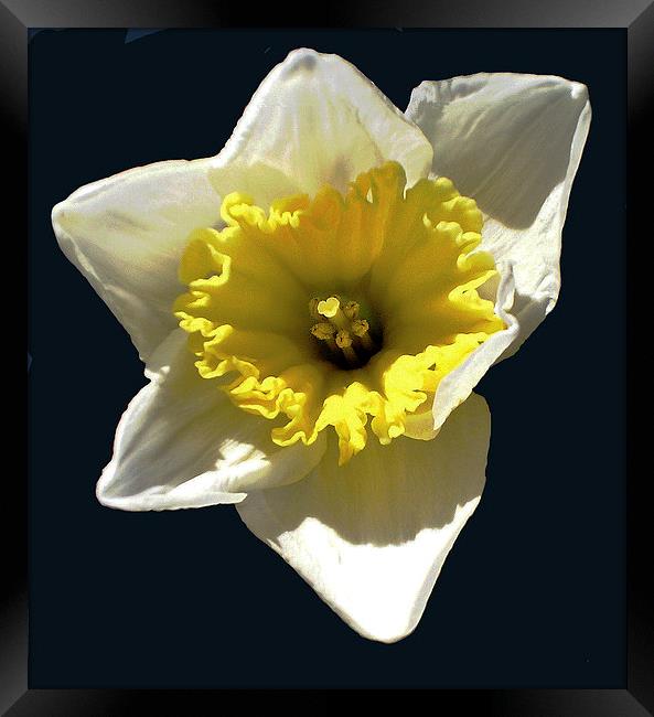 Close Up Daffodil Framed Print by james balzano, jr.