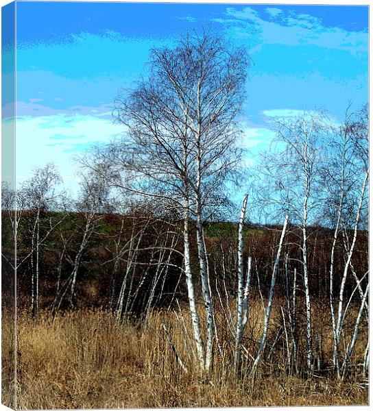 Stand of Birches Canvas Print by james balzano, jr.