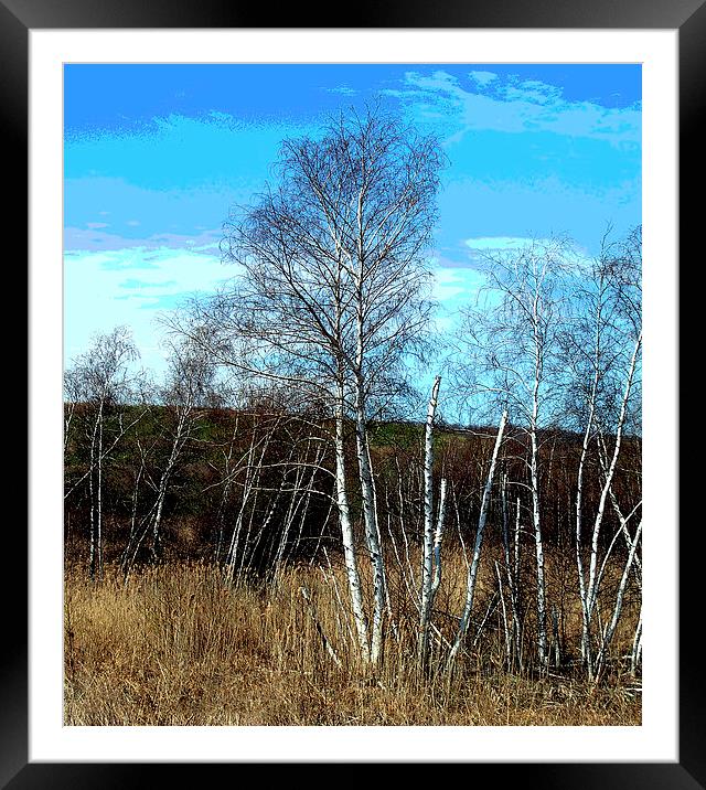 Stand of Birches Framed Mounted Print by james balzano, jr.