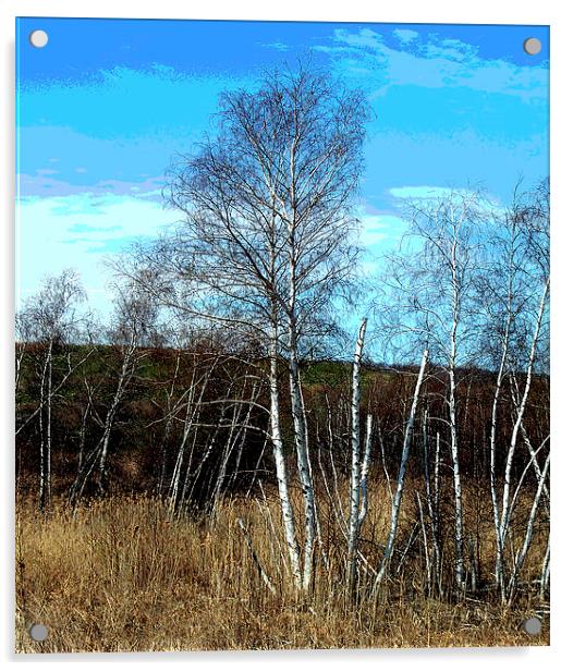 Stand of Birches Acrylic by james balzano, jr.