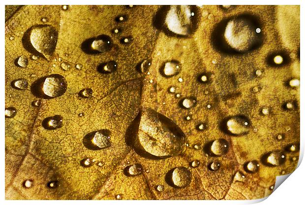 Droplets on Beech Print by Mary Lane