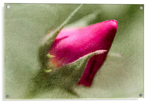 Rosebud Acrylic by Mary Lane