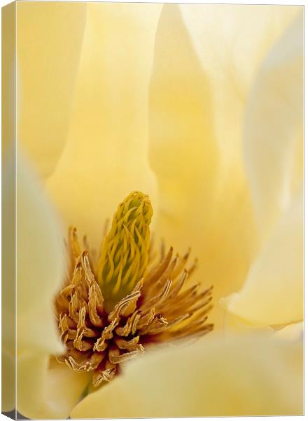 Yellow magnolia Canvas Print by Steven Ralser