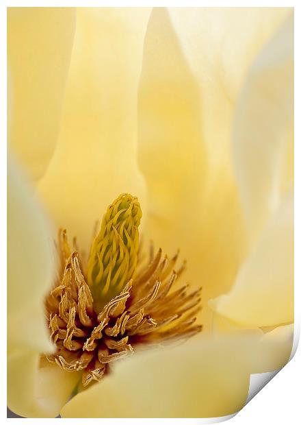 Yellow magnolia Print by Steven Ralser