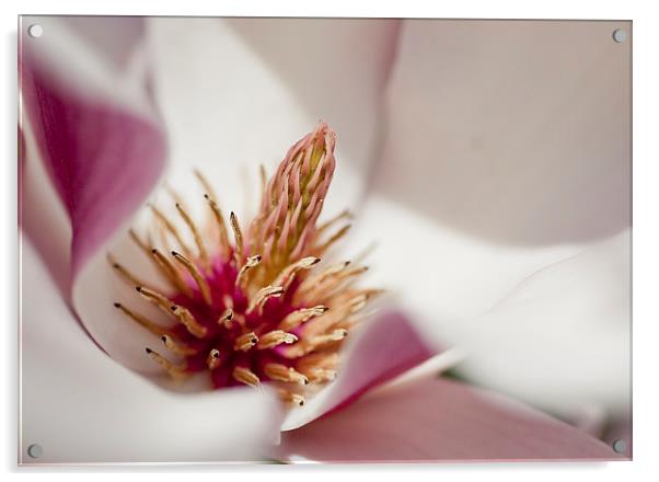 Magnolia Acrylic by Steven Ralser