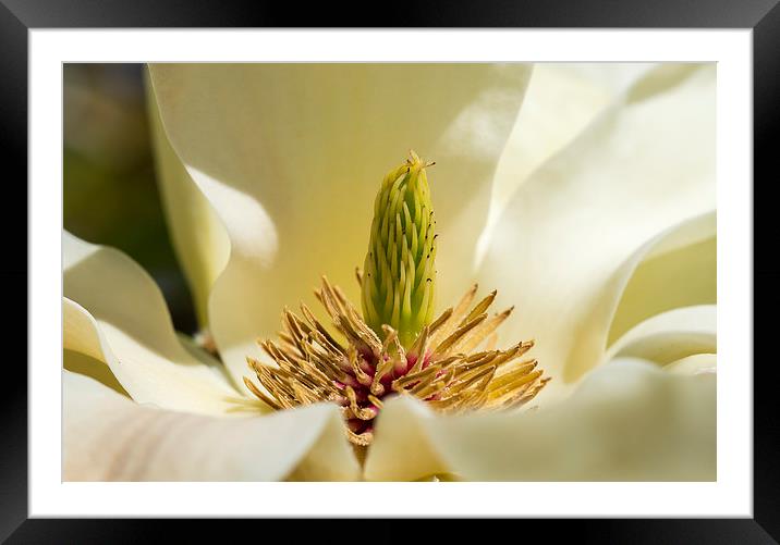 Yellow magnolia Framed Mounted Print by Steven Ralser