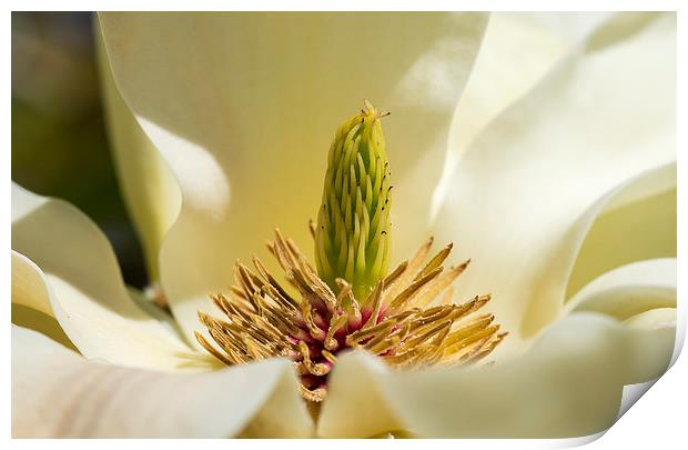 Yellow magnolia Print by Steven Ralser