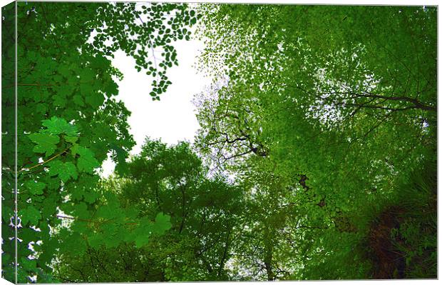Looking through the trees Canvas Print by Maria Carter