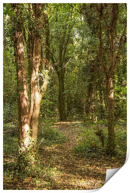 Woodland Walk Print by Dawn O'Connor