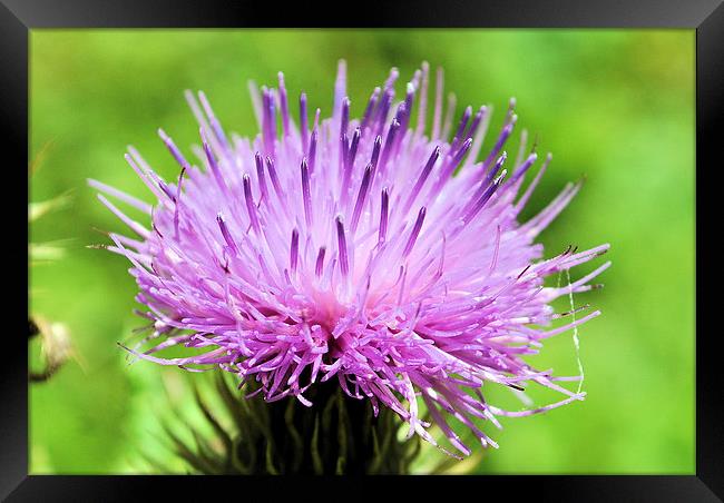 Thistle perfection Framed Print by Maria Carter
