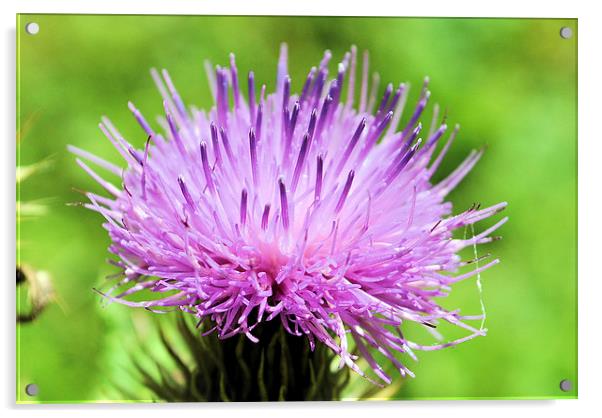 Thistle perfection Acrylic by Maria Carter