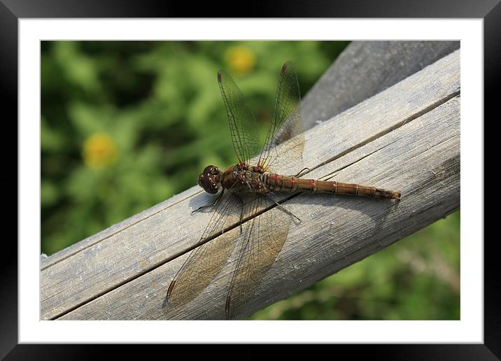 Dragonfly Framed Mounted Print by Gavin Marker