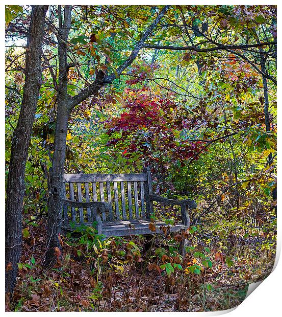 Arboretum bench Print by Steven Ralser